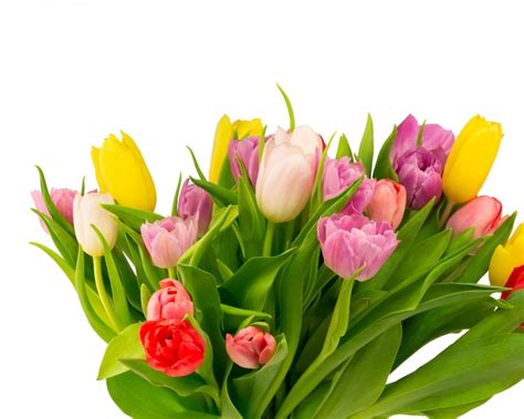 Premium Photo | Bouquet of tulips isolated