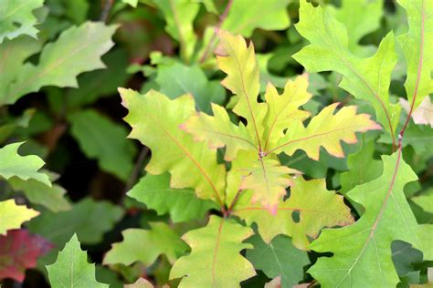 Shumard Oak Quercus Shumardii Wholesale