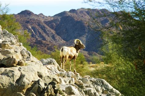 Day In The Life Park City: Pictures: Animals in The Living Desert in Palm Springs