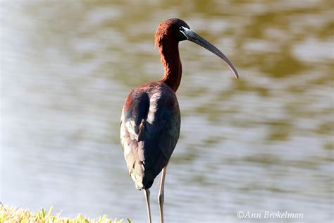 Ann Brokelman Photography Glossy Ibis Nest Florida