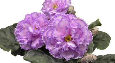 31 Different Types of African Violet Varieties