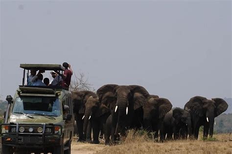 Private Full Day Tour Akagera Game Drive In Kigali Pelago