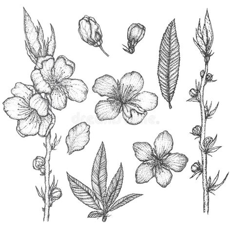 Hand Drawn Sketch Style Cherry Blossom Set Spring Flower Illustration