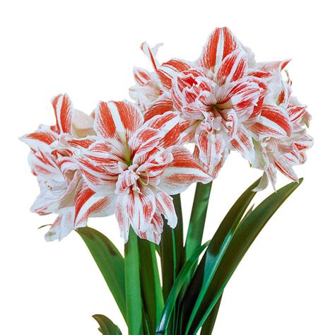 Double Amaryllis Dancing Queen Amaryllis Bulbs Brecks