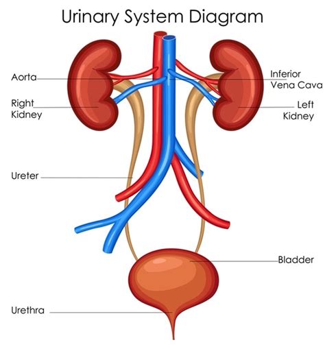 MT Urinary System Diagram Quizlet