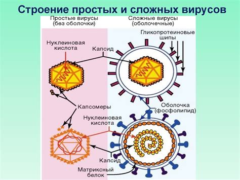 2. ТЗ 4 Вирусы. Бактериофаги - презентация онлайн