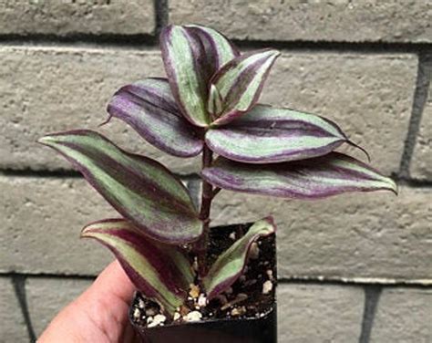 10 Cuttings Tradescantia Zebrina Burgundy Color Wandering Jew Etsy