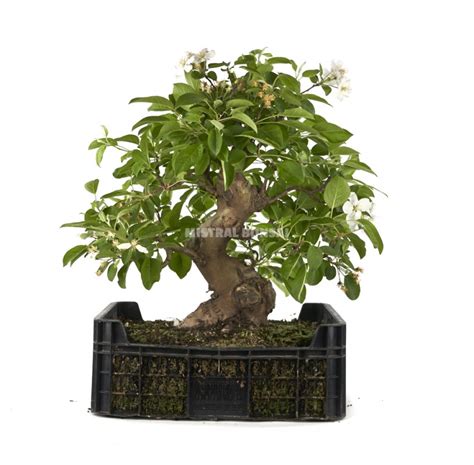 Malus Pre Bonsai 25 Years Growing Box Apple Tree Mistral Bonsai