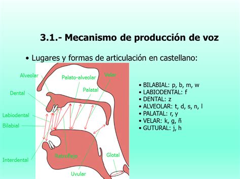 Producci N De Voz Y Fon Tica P Gina Monografias