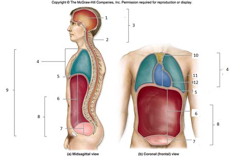 Body Cavities Diagram Quizlet