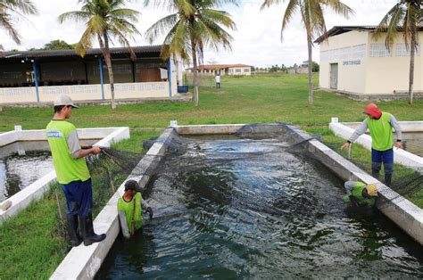 Investimento em centro de aquicultura da Codevasf O que é notícia em