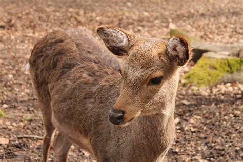 Bakgrundsbilder natur vilda djur och växter däggdjur fauna