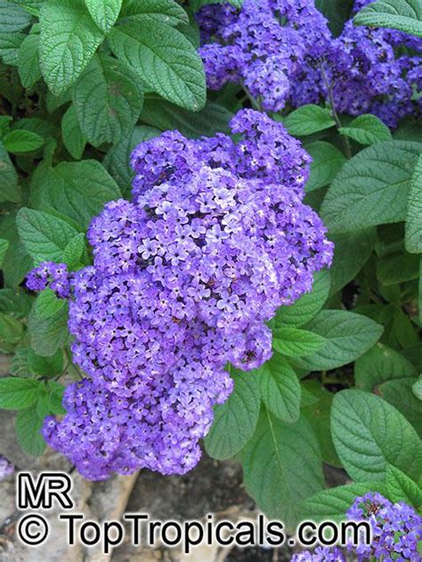 домашние цветы Гелиотроп кустарники фото, характеристики, описание ...