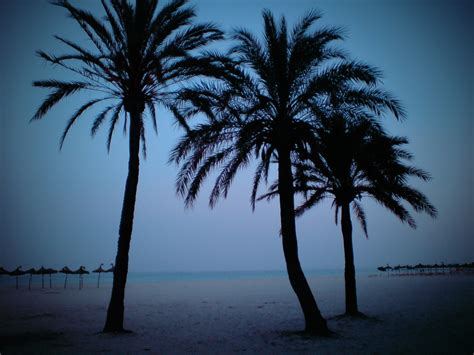 Wallpaper Trees Sea Water Sand Sky Beach Calm Evening Morning