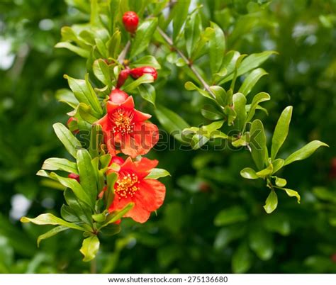 Pomegranate Tree Flowers Stock Photo 275136680 | Shutterstock