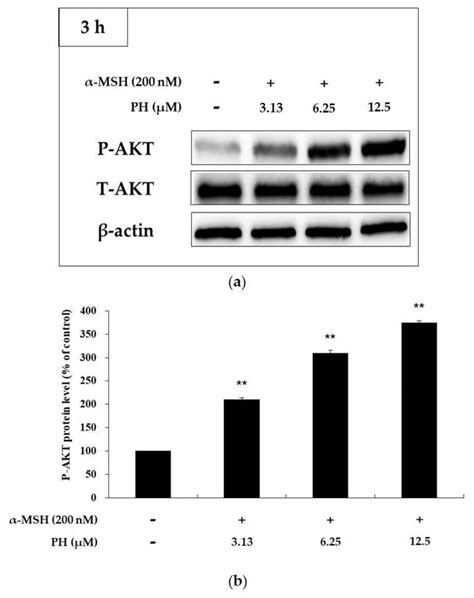 Ijms Free Full Text Inhibitory Effects Of Pinostilbene Hydrate On