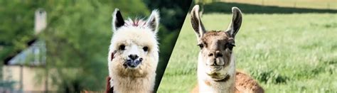 Alpaca vs. Llama: Similarities And Differences Explained