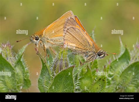 A Mating Pair Of Small Skipper Butterflies Thymelicus Sylvestris Stock