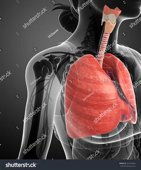 Illustration Male Lungs Anatomy Stock Illustration Shutterstock