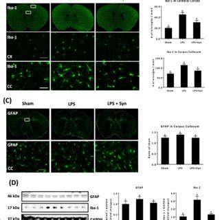 Activation Of Microglia Suppressed By Synaptamide In The LPS Challenged