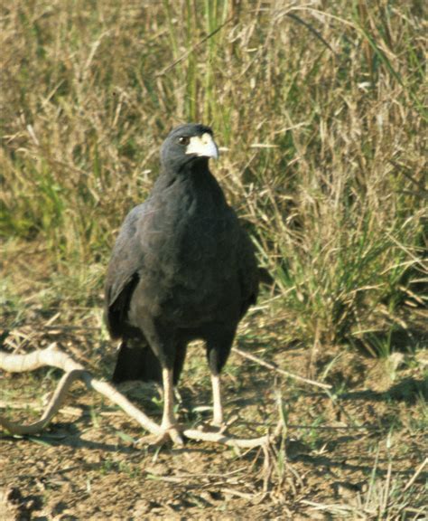 Great Black Hawk Buteogallus Urubitinga — Coke Smith Wildlife