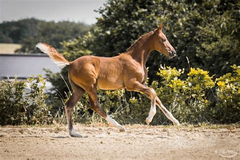 Deutsches Reitpony Hengst Jahr Fuchs In Schalksm Hle