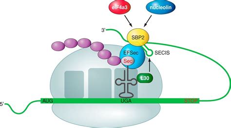 Selenoproteins Molecular Pathways And Physiological Roles