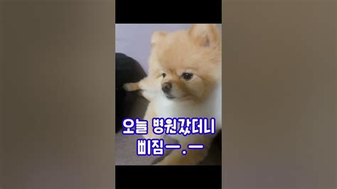 심쿵이 포메라니안 강아지 강아지영상 심쿵 Puppy Dog Animal Cute Funny 강아지가삐졌을때