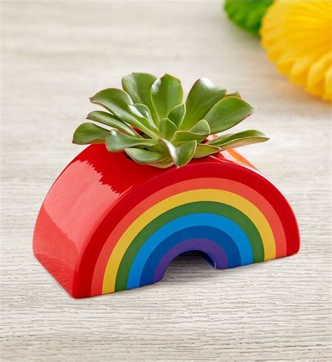 Sunshine & Rainbow Mini Succulent | 3 d