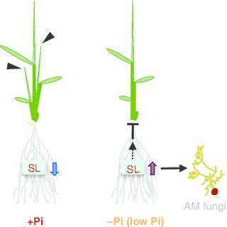 Time Course Analysis Of Tiller Outgrowth SL Levels And Expression Of