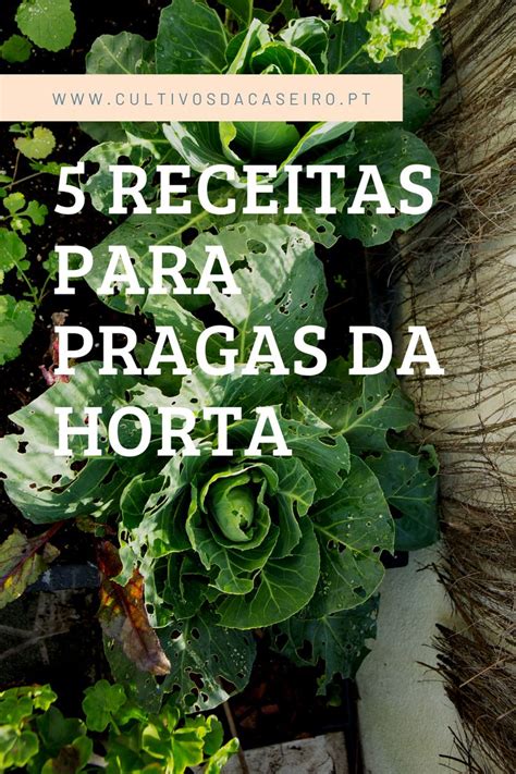 5 Receitas Para Pragas Da Horta Pragas Do Jardim Horta Adubo Para Horta