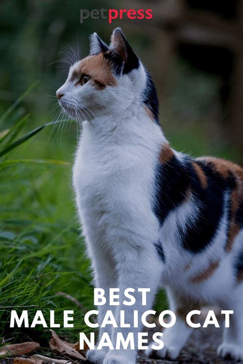 110+ Best Male Calico Cat Names That Will Inspire You - PetPress