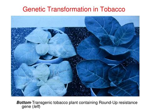 Ppt Biotechnology In Horticulture Application Of Plant Cell And