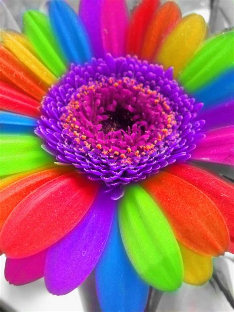 Rainbow Flower Wallpaper - WallpaperSafari