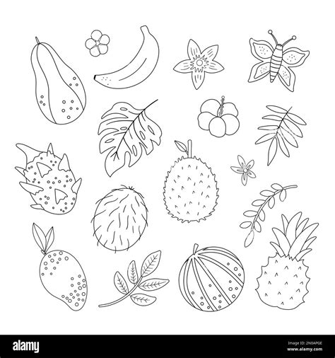 Durian Leaves Stock Vector Images Alamy