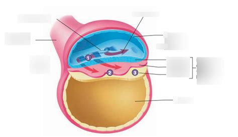 Formation of Germ Layers Diagram | Quizlet