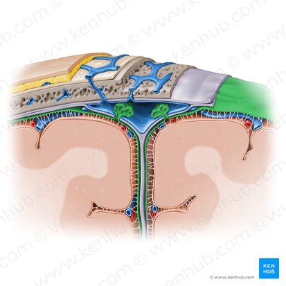 Arachnoid mater: Anatomy and function | Kenhub