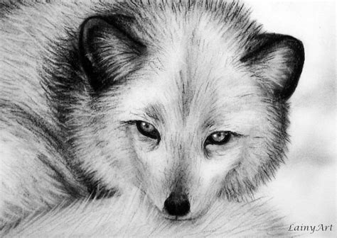 Arctic Fox 8x10 Watercolor print Charcoal Drawing 25% of