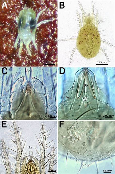 Tetranychus Urticae A Live Specimen B F Slide Mounted Female