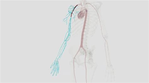 La Arteria Axilar Es Un Vaso Muscular Grande Que Viaja A Través De La