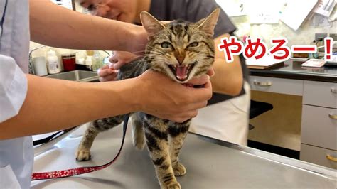 動物病院での注射が嫌すぎて大暴れしてしまった猫 Youtube