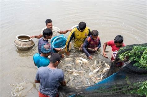 এক দশকে গোপালগঞ্জে মাছের উৎপাদন প্রায় ৩ গুন বেড়েছে জাতীয়