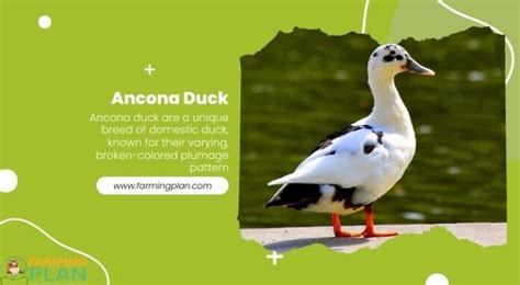 Ancona Duck Are The Best Duck Breed Farming Plan