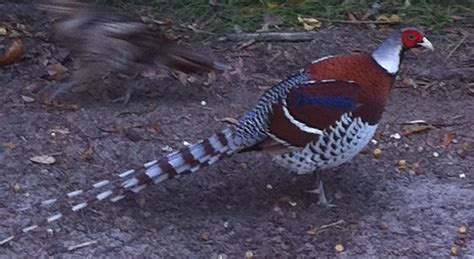 Post Pics Of Your Pure Breed Pheasants Here