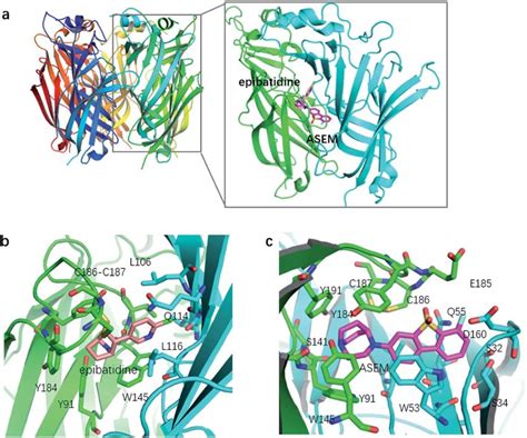 A Structures Of A7 AChBP And Its Binding Site B The Binding Mode