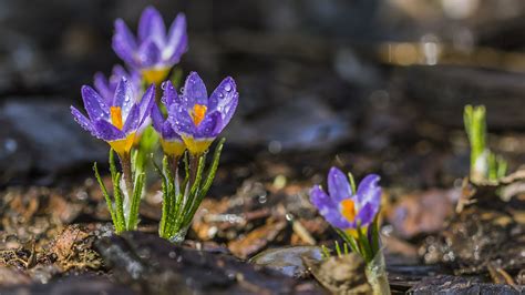 Vibrant Crocus Blooms K Ultra Hd Nature Wallpaper With Water Drops By