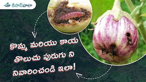 Prevent Brinjal Fruit And Shoot Borer కొమ్మ మరియు కాయ తొలుచు పురుగు ని నివారించండి Youtube