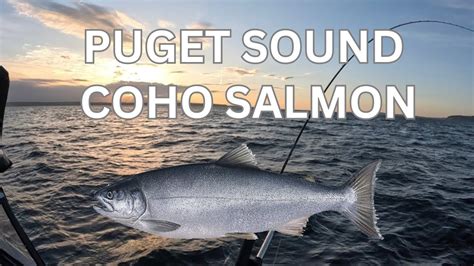 Puget Sound Coho Salmon Fishing Youtube