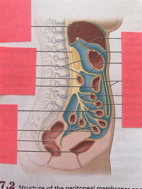 peritoneal membranes 1 Diagram | Quizlet