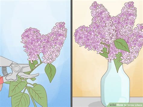 How To Grow Lilacs 9 Steps With Pictures Wikihow